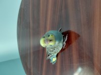 Renk Bebek Muhabbet Kuşları