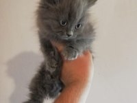 2 aylık British Longhair Dişi Yavrular