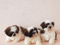 DÜNYA TATLISI SHİH TZU YAVRULARI