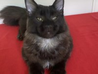 Kocaman maine coon erkek ns
