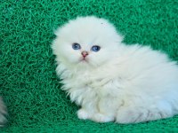Prensesimiz NS1133 Scottish Fold Longhair 