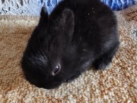 Netherland dwarf Hollanda cücesi tavşan