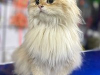 British longhair chocolata golden shell (by12)