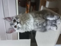 Mucize cattery Pet ve üretim için maine coon