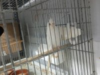 Albino erkek tek sultan papağanı
