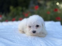 Kar Beyaz Maltese Yavrular