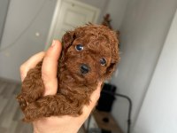 Kore kan red poodle