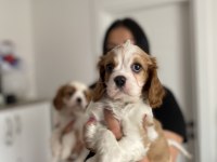 Sağlık ve ırk garantili cavalier king charles yavrularım