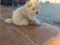 Chow chow köpeğimiz