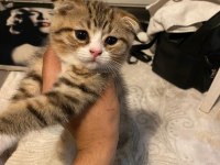 Ankara 2. 5 aylık erkek yavru kedi