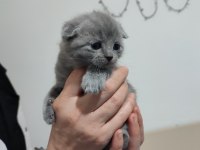 2 aylık scottish fold yavrularımıza yuva arıyoruz