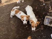 Safkan Jack Russell