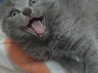 Tatlış british shorthair miniklerimiz