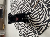 3 Aylık Safkan Pug Yavru Sevecen Ve Sağlıklı