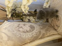 Scottish fold kedimiz dumanımız yeni yuva arıyor