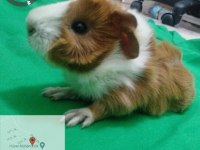 Özel besledigim ginepig yavru
