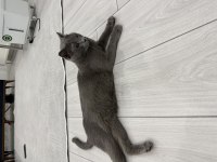 Sevimli kedimiz joniii