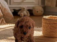 Saf Toy Poodle Nadir Kalite