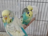 Jumbo muhabbet kuşu