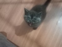 Safkan british shorthair yavru disi