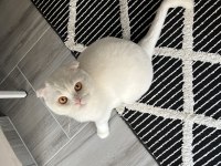 2 yaşında scottish fold oğlum