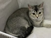 British shorthair dişi 7 aylık