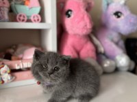 Safkan British Shorthair Dişi Erkek Yavrular