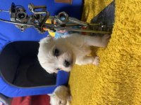 MALTESE 1 DAHA KÜÇÜĞÜ YOK