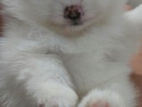 POMERANİAN BOO BEBEKLER