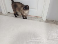 Anne ve Oğul kediler yeni yuva arıyorlar