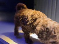 2.5 AYLUK TEA CUP TOY POODLE KORE KAN SAFKAN IRK