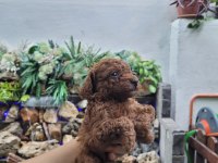 Kore Red Brown Poodle Yavrularımız