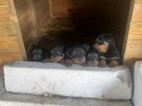 Rottweiler yavrularımız