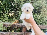 A Kalite Maltese Terrier Yavrularımız