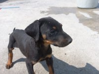 2 Aylık İQ yüksek Doberman Yavrularım