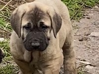 KÖPEĞİMİZİ SAHİPLENDİRİYORUZ