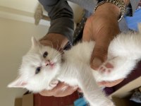 Orijinal Scottish Fold Yavruları