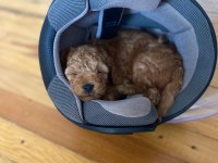 Toy poodle 1 dişi ve 1 erkek