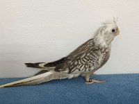 YAVRU WF PERL EV ÜRETİMİ BABA SI ALBİNO