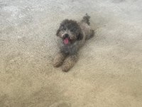 Dişi Silver Toy Poodle