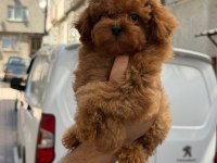 SAĞLIK VE IRK GARANTİLİ TOY POODLE