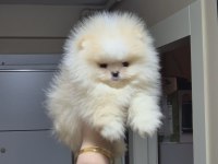 ÜST KALİTE TEACUP AYICIK SURAT POMERANİAN BOO ERKEK