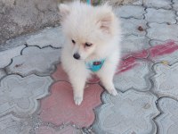Evinizin sevgi yumağı pomeranian boo
