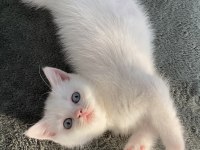 Pamuk british shorthair kızım