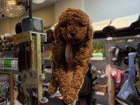 Toy poodle yavrular