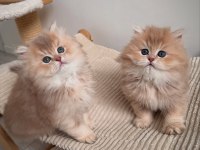 Nadir Renk BY Golden British Longhair
