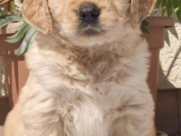 Golden Retriever Köpeğimiz Safkan