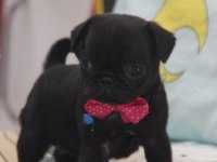 Black lekesiz pug bebeğimiz hazır