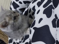 Teslime hazır british shorthair yavrumuz