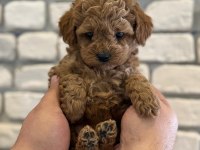 Orijinal garantili Toy Poodle Red Brown